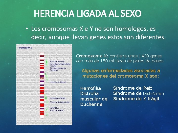 HERENCIA LIGADA AL SEXO • Los cromosomas X e Y no son homólogos, es