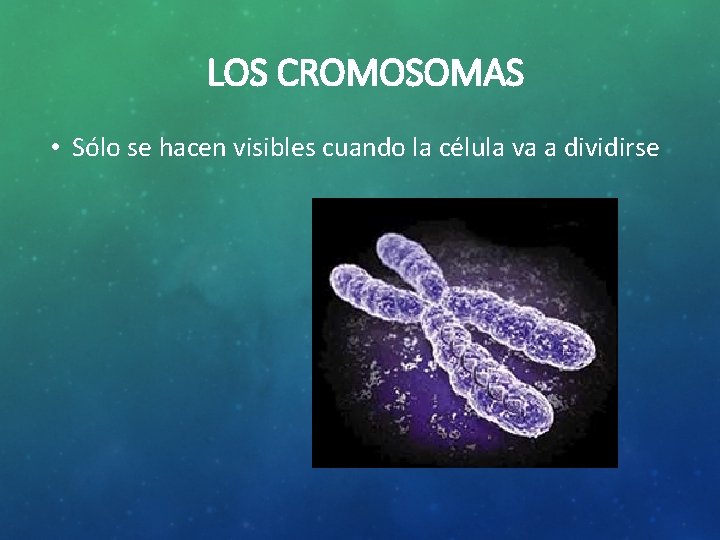 LOS CROMOSOMAS • Sólo se hacen visibles cuando la célula va a dividirse 
