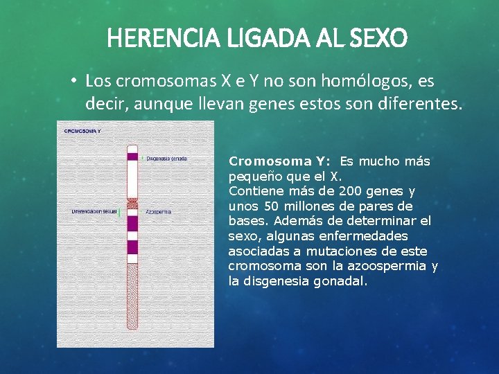 HERENCIA LIGADA AL SEXO • Los cromosomas X e Y no son homólogos, es