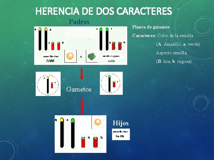 HERENCIA DE DOS CARACTERES Padres Planta de guisante. Caracteres: Color de la semilla (A: