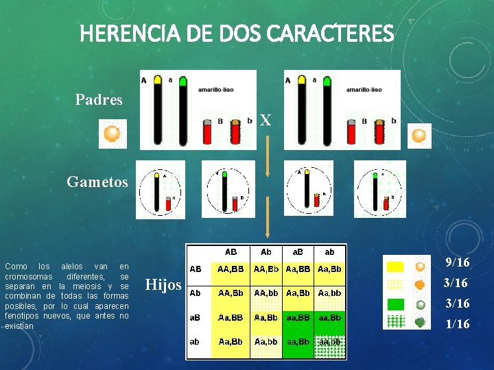 HERENCIA DE DOS CARACTERES Padres X Gametos Como los alelos van en cromosomas diferentes,