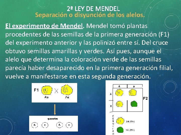 2ª LEY DE MENDEL Separación o disyunción de los alelos. El experimento de Mendel