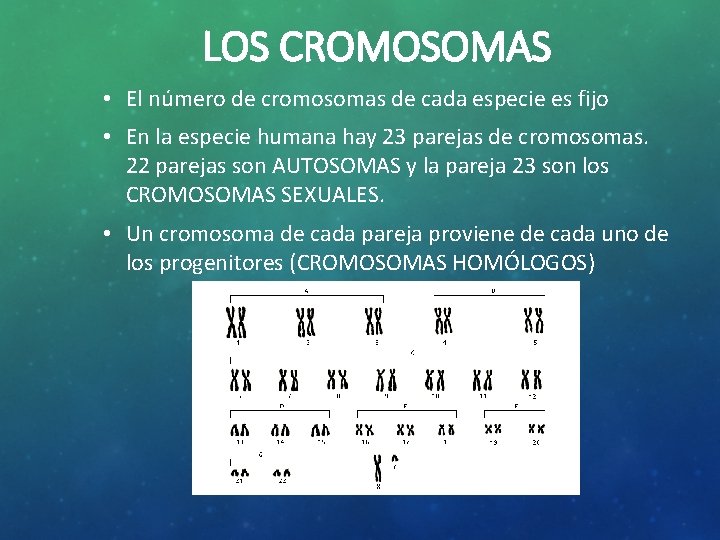 LOS CROMOSOMAS • El número de cromosomas de cada especie es fijo • En