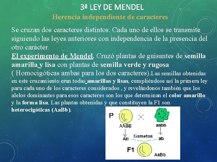 3ª LEY DE MENDEL Herencia independiente de caracteres Se cruzan dos caracteres distintos. Cada