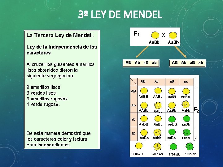 3ª LEY DE MENDEL 