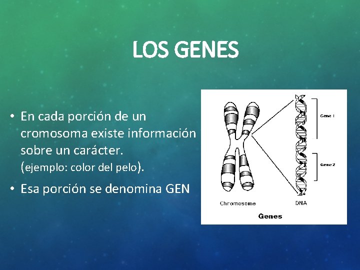 LOS GENES • En cada porción de un cromosoma existe información sobre un carácter.