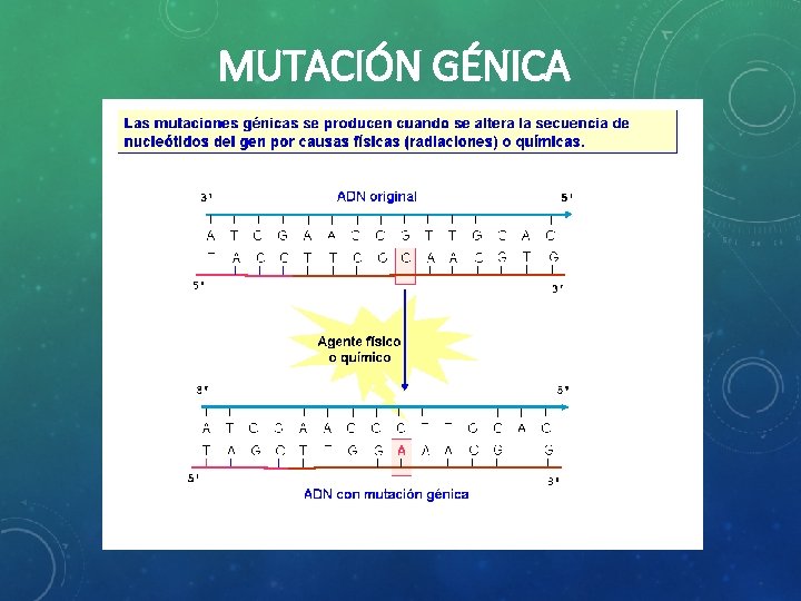 MUTACIÓN GÉNICA 