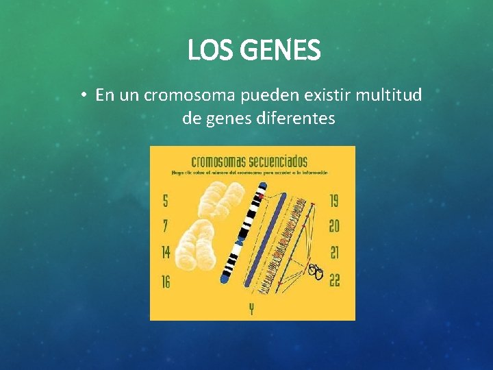 LOS GENES • En un cromosoma pueden existir multitud de genes diferentes 