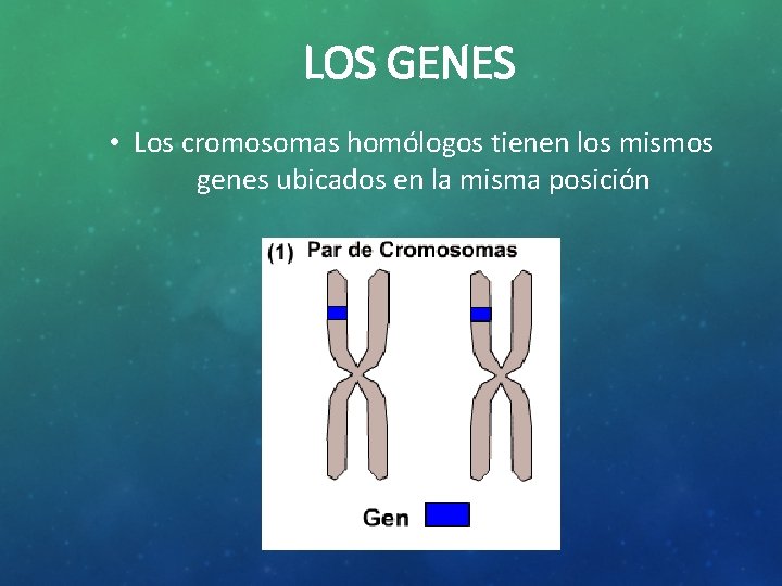 LOS GENES • Los cromosomas homólogos tienen los mismos genes ubicados en la misma
