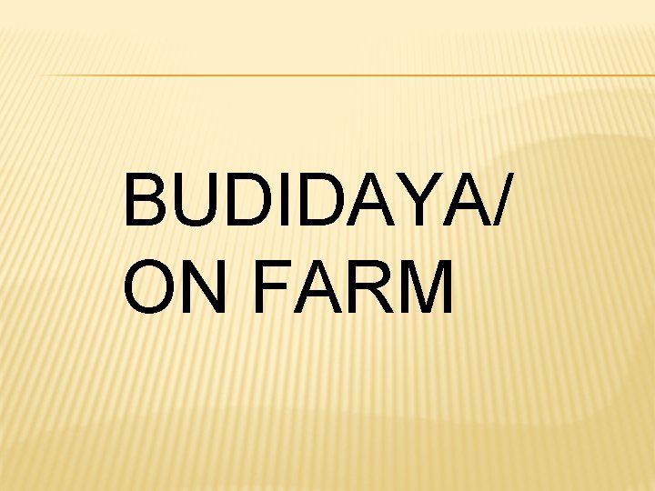 BUDIDAYA/ ON FARM 