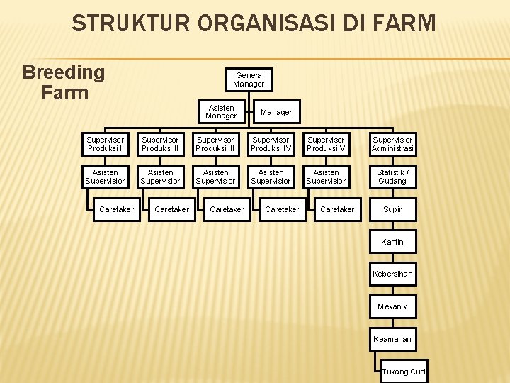 STRUKTUR ORGANISASI DI FARM Breeding Farm General Manager Asisten Manager Supervisor Produksi III Supervisor