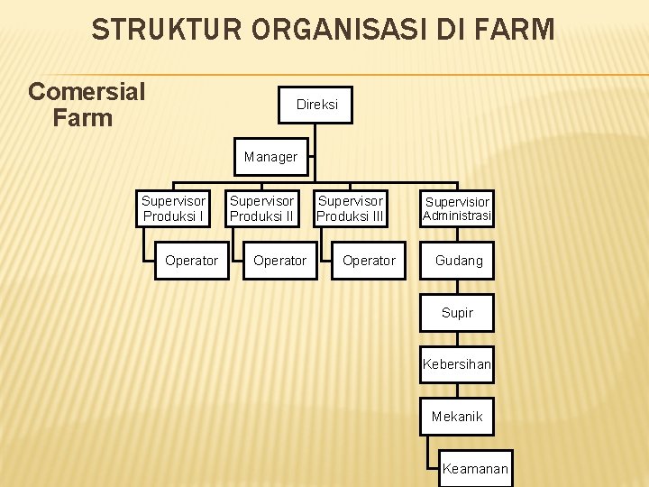 STRUKTUR ORGANISASI DI FARM Comersial Farm Direksi Manager Supervisor Produksi I Operator Supervisor Produksi