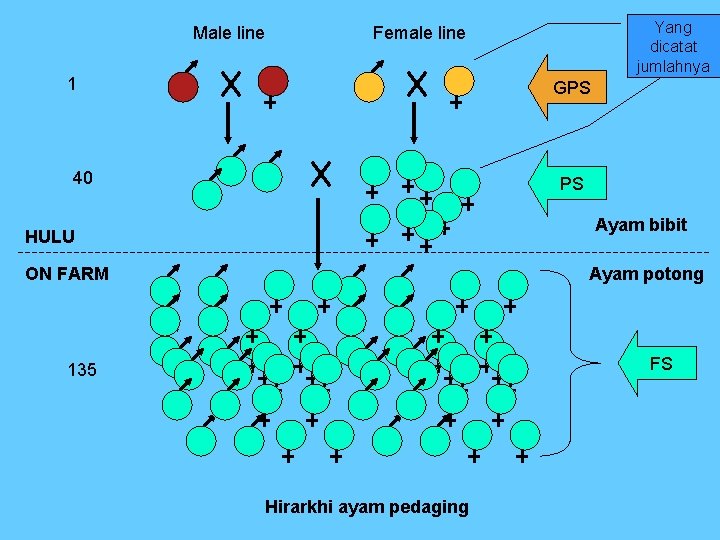 Male line Yang dicatat jumlahnya Female line 1 GPS 40 PS Ayam bibit HULU Male line Yang dicatat jumlahnya Female line 1 GPS 40 PS Ayam bibit HULU