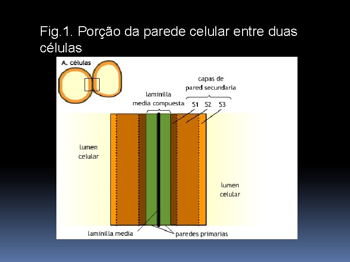 Fig. 1. Porção da parede celular entre duas células Fig. 7. 6. Porción de