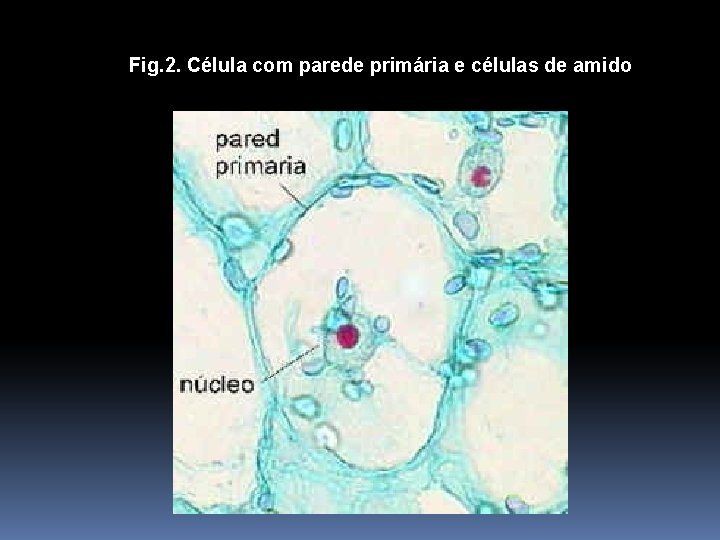 Fig. 2. Célula com parede primária e células de amido Fig. 7. 7. Célula