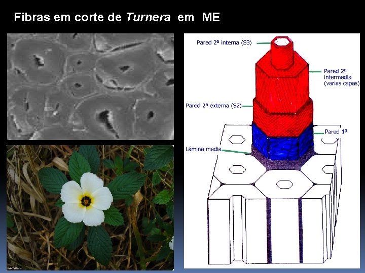 Fibras em corte de Turnera em ME Fibras em corte de Turnera em ME