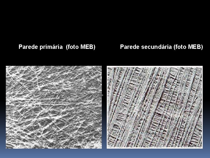 Parede primária (foto MEB) Parede secundária (foto MEB) Imagen tomada de Fahn. (1978) Parede primária (foto MEB) Parede secundária (foto MEB) Imagen tomada de Fahn. (1978)