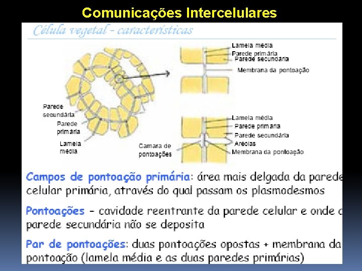 Comunicações Intercelulares 