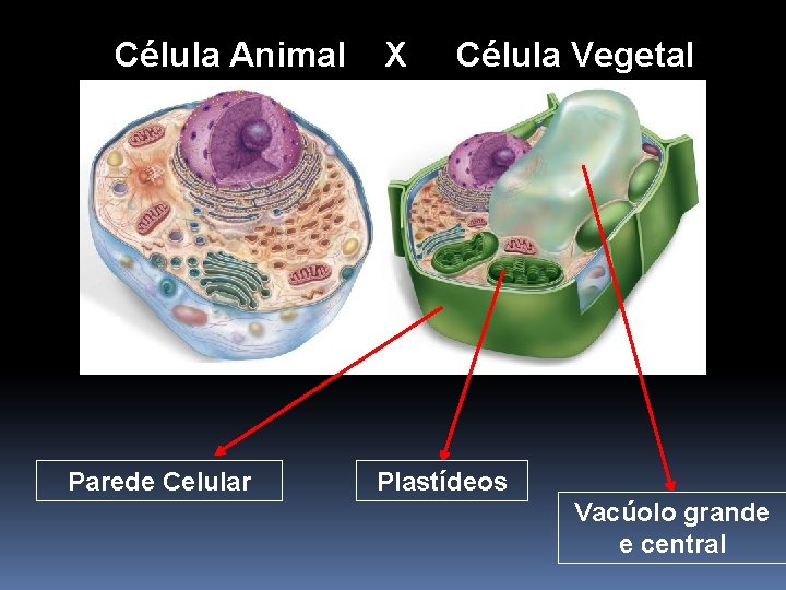 Célula Animal X Célula Vegetal Parede Celular Plastídeos Vacúolo grande e central Célula Animal X Célula Vegetal Parede Celular Plastídeos Vacúolo grande e central