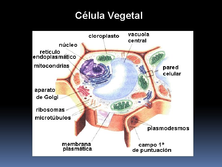 Célula Vegetal Célula Vegetal