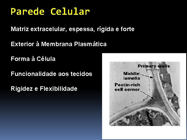 Parede Celular Matriz extracelular, espessa, rígida e forte Exterior à Membrana Plasmática Forma à Parede Celular Matriz extracelular, espessa, rígida e forte Exterior à Membrana Plasmática Forma à