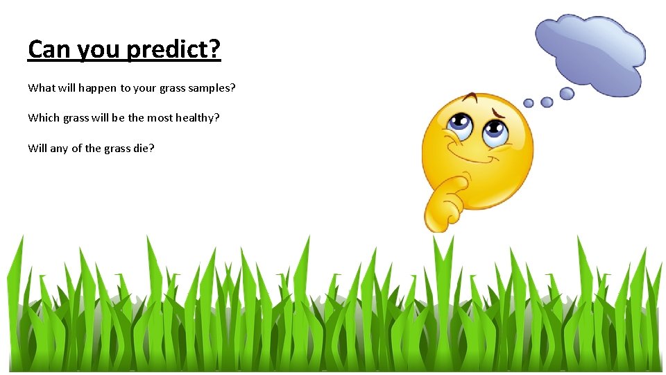 Can you predict? What will happen to your grass samples? Which grass will be