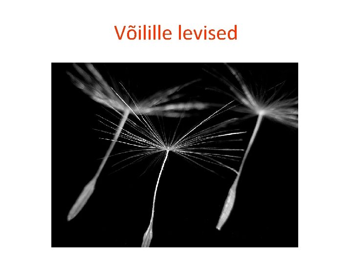 Võilille levised 