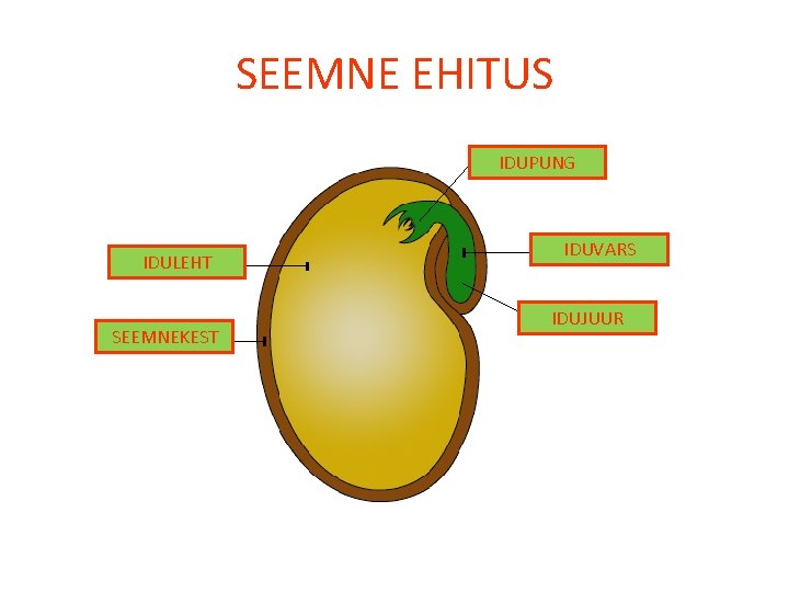 SEEMNE EHITUS IDUPUNG IDULEHT SEEMNEKEST IDUVARS IDUJUUR 