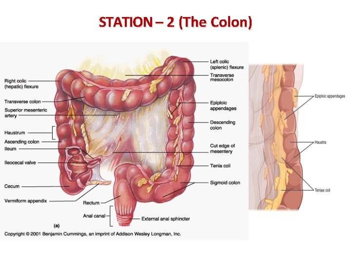 STATION – 2 (The Colon) 