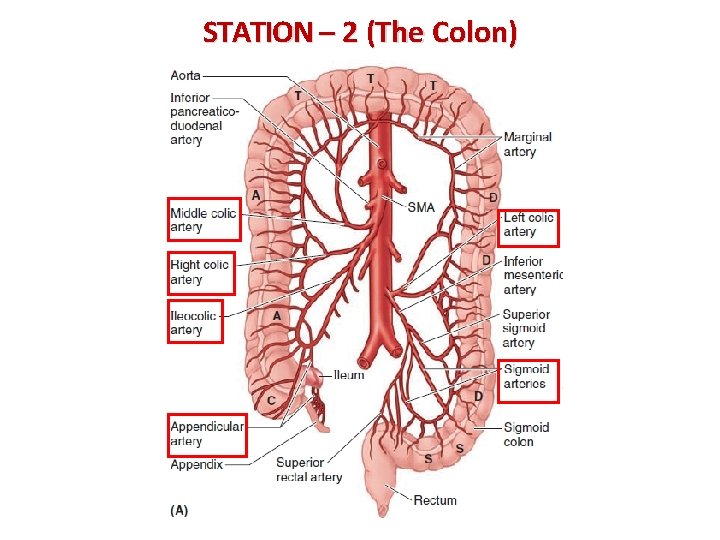 STATION – 2 (The Colon) 