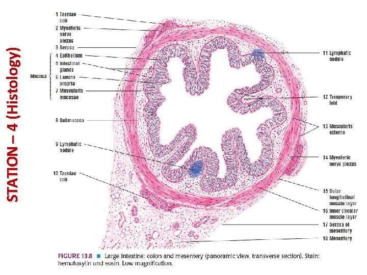 STATION – 4 (Histology) 