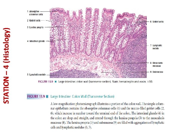 STATION – 4 (Histology) 