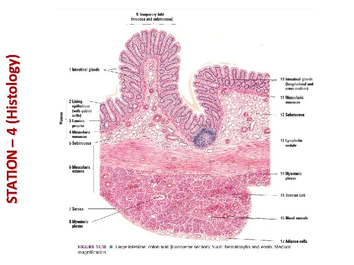 STATION – 4 (Histology) 