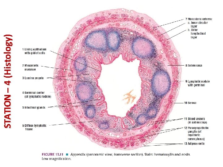 STATION – 4 (Histology) 