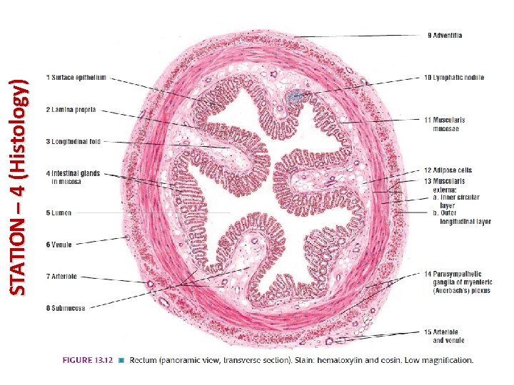 STATION – 4 (Histology) 