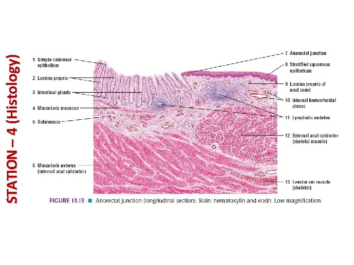 STATION – 4 (Histology) 