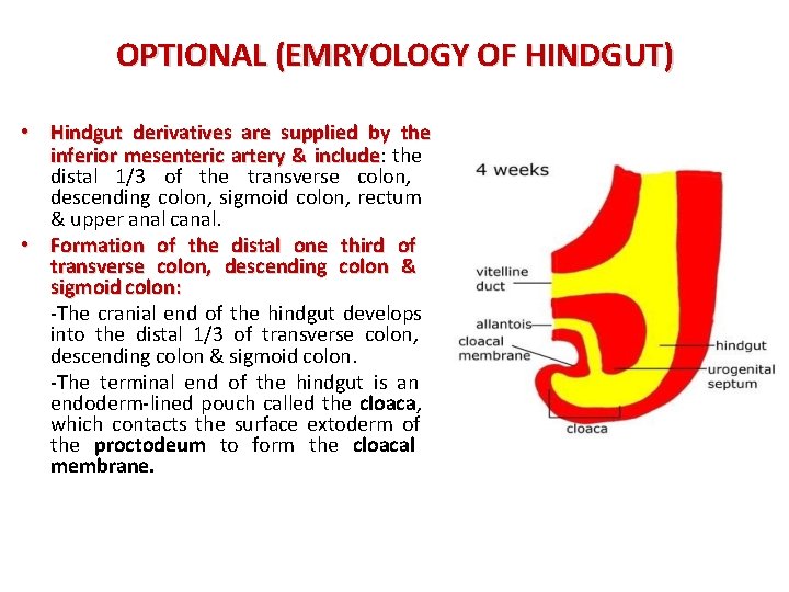 OPTIONAL (EMRYOLOGY OF HINDGUT) • Hindgut derivatives are supplied by the inferior mesenteric artery