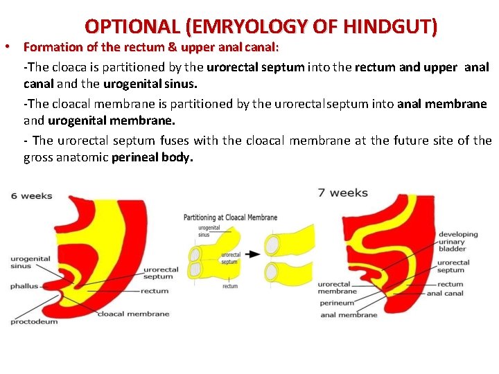 OPTIONAL (EMRYOLOGY OF HINDGUT) • Formation of the rectum & upper anal canal: -The