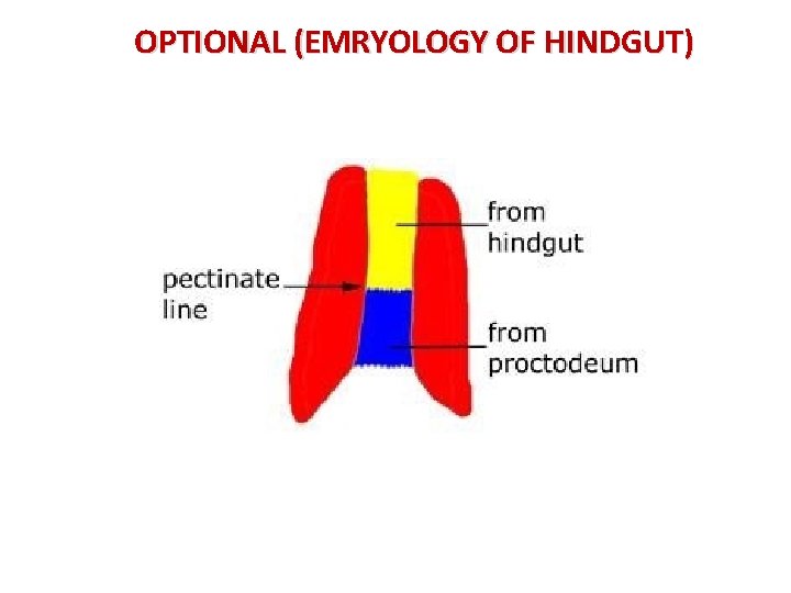OPTIONAL (EMRYOLOGY OF HINDGUT) 