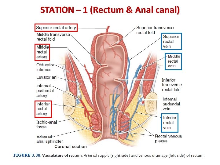 STATION – 1 (Rectum & Anal canal) 