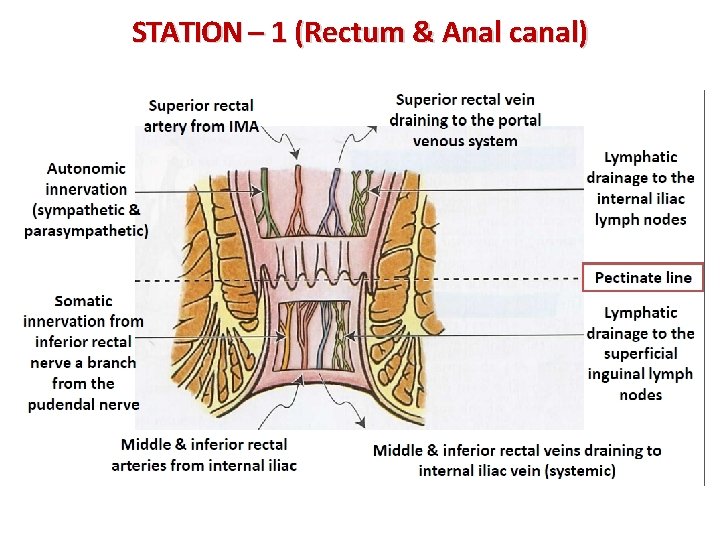 STATION – 1 (Rectum & Anal canal) 