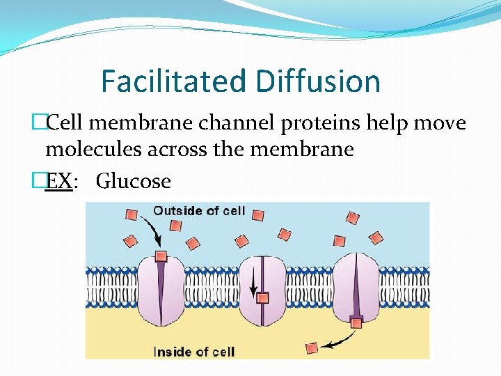 Facilitated Diffusion �Cell membrane channel proteins help move molecules across the membrane �EX: Glucose