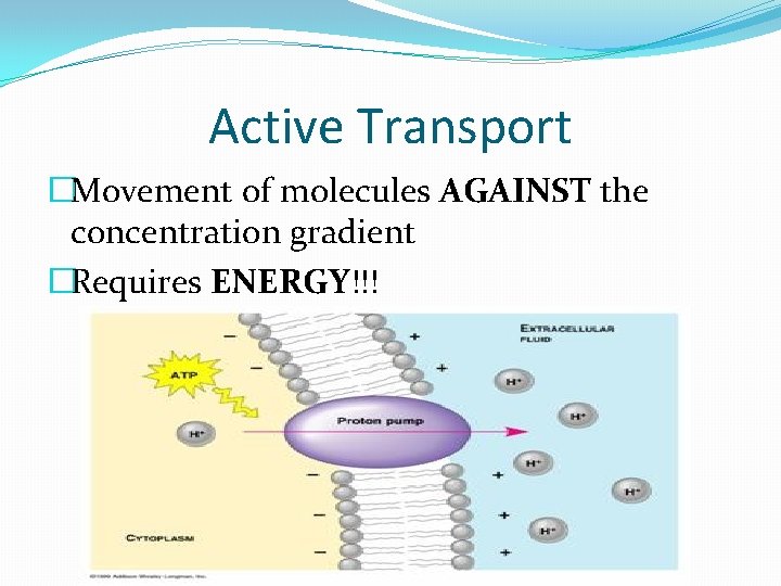 Active Transport �Movement of molecules AGAINST the concentration gradient �Requires ENERGY!!! 