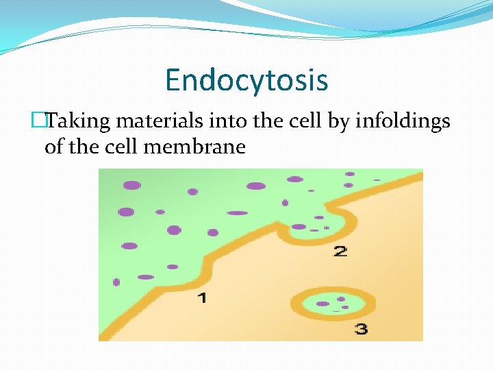 Endocytosis �Taking materials into the cell by infoldings of the cell membrane 