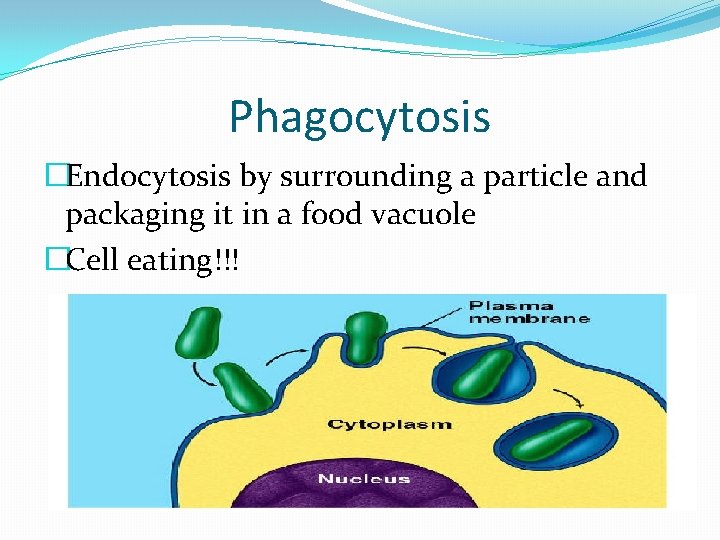 Phagocytosis �Endocytosis by surrounding a particle and packaging it in a food vacuole �Cell