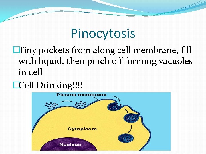 Pinocytosis �Tiny pockets from along cell membrane, fill with liquid, then pinch off forming