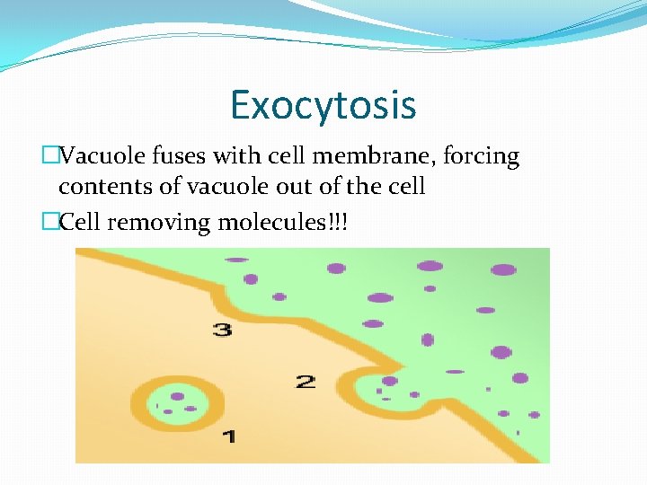 Exocytosis �Vacuole fuses with cell membrane, forcing contents of vacuole out of the cell