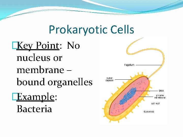 Prokaryotic Cells �Key Point: No nucleus or membrane – bound organelles �Example: Bacteria 