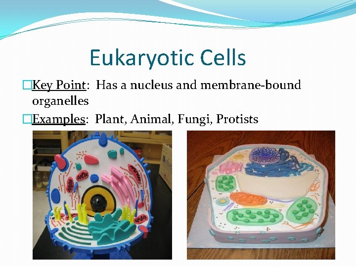 Eukaryotic Cells �Key Point: Has a nucleus and membrane-bound organelles �Examples: Plant, Animal, Fungi,