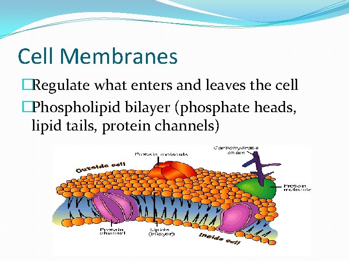 Cell Membranes �Regulate what enters and leaves the cell �Phospholipid bilayer (phosphate heads, lipid